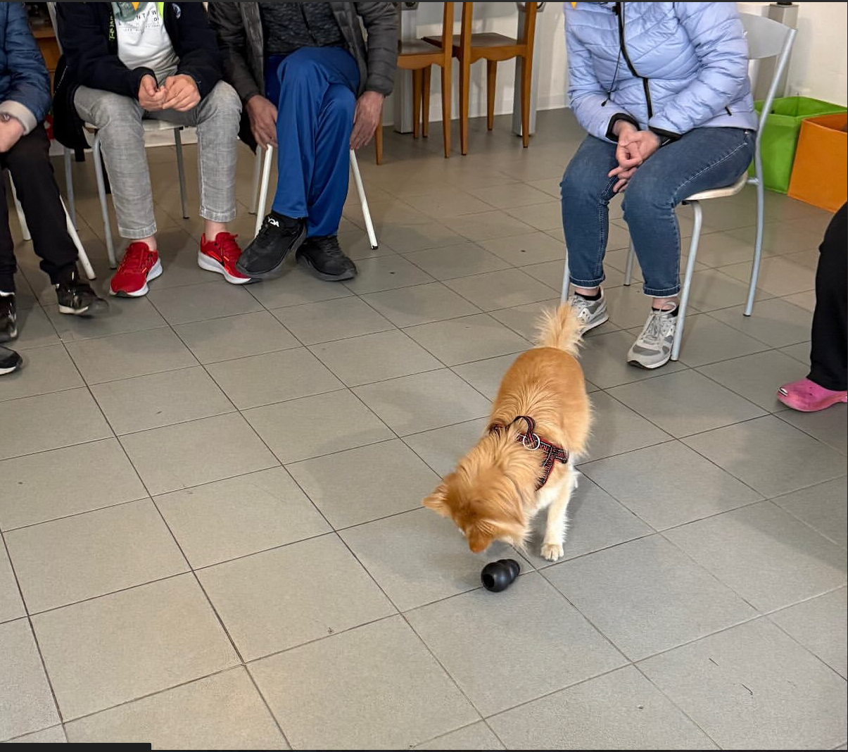 adulti_pet_therapy